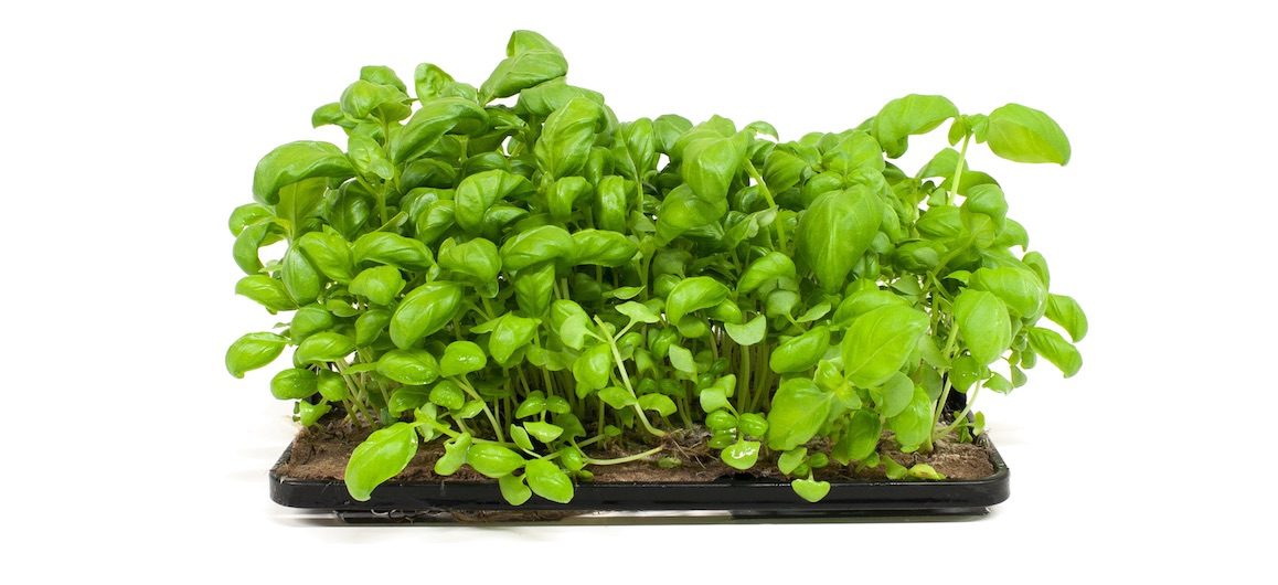 agrilution-plantcube-basilikum-metropolitan-monkey agrilution-plantcube-basilikum-metropolitan-monkey