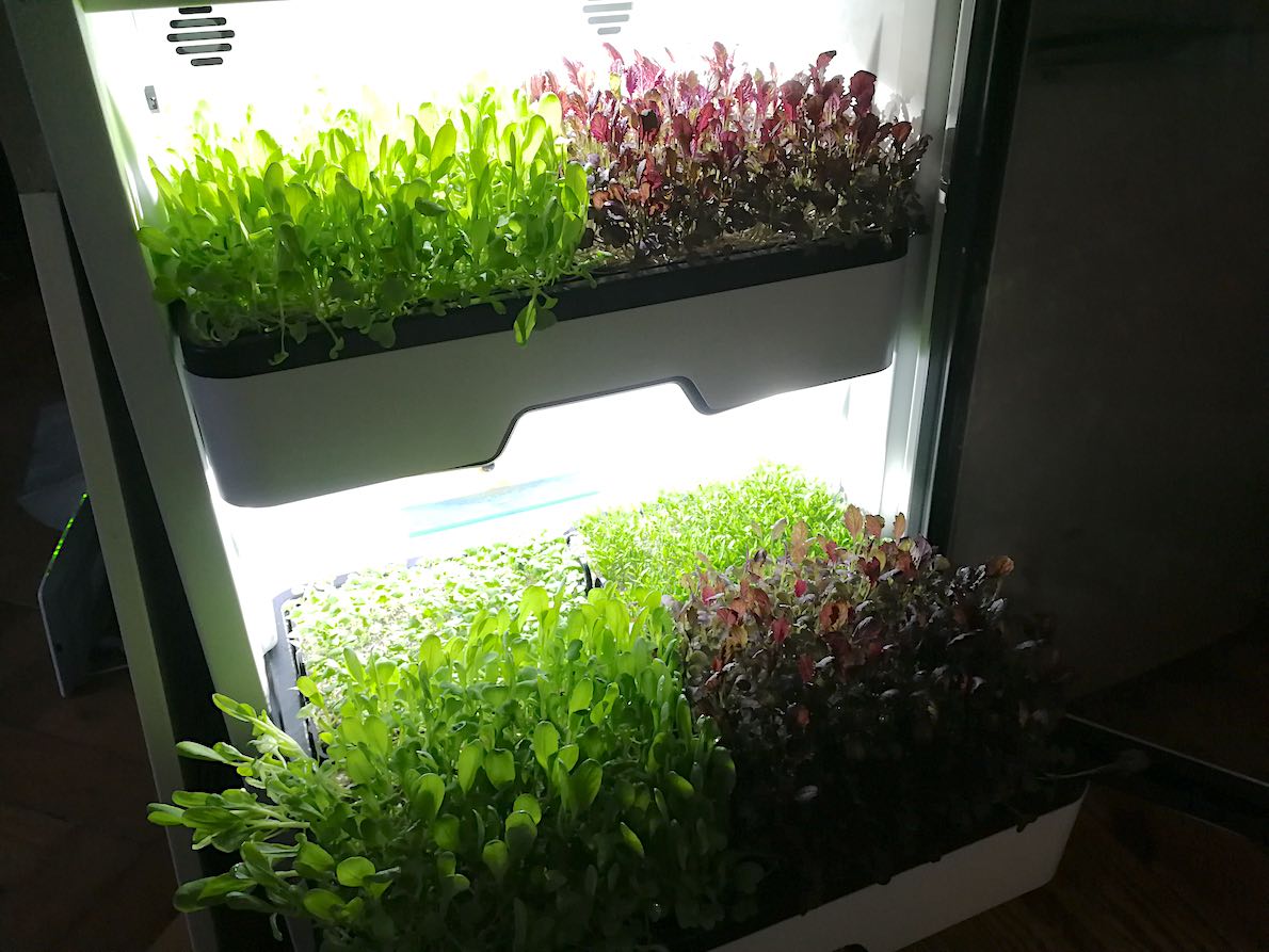 agrilution-plantcube-pak-choi-mizuna-metropolitan-monkey agrilution-plantcube-pak-choi-mizuna-metropolitan-monkey