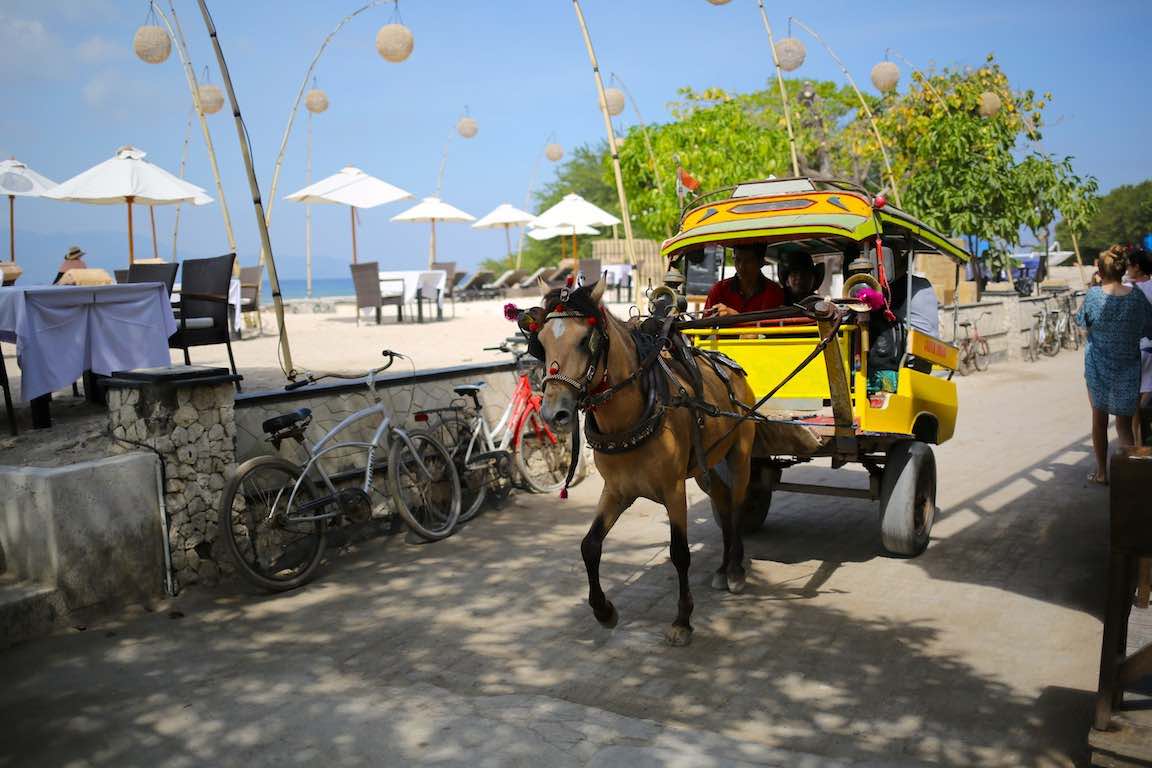 gili islands metropolitan monkey
